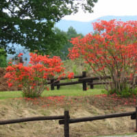 2025年6/9　山野草・シジュウカラ