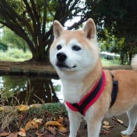 秋田犬？？