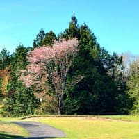 緑の葉 赤い葉どっち 山桜 化粧咲きあり 花見のゴルフ