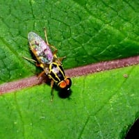 ハキナガミズアブの♂と♀