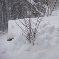 みなかみ町藤原　ペンション　オールド・ストリング　ボート小屋の雪降ろし