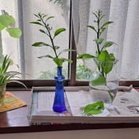 アゲハの幼虫、また保護しました
