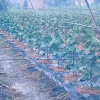 効果と不効果（幸か不幸か^^;）