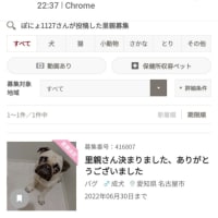 虐待されたパグのその後 里親募集の闇