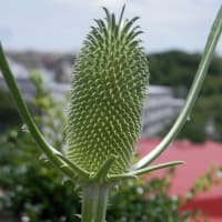 エキナセアが咲いてきた