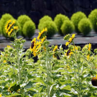 大阪市鶴見緑地風車前大花壇　ヒマワリが元気で～す