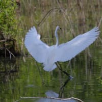 シジュウカラとコマツナギの花