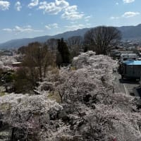 桜の高島城
