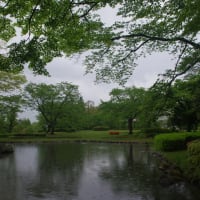 雨の福島市民家園にてクマガイソウなどの山野草を（2025.5.6）#2