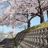 関屋分水の桜２