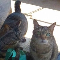 チマの日