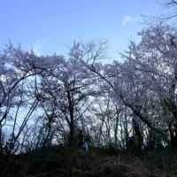 桜の光城山へ登りました