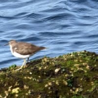 06/12探鳥記録写真：遠賀川河口の鳥たち（イソシギ、カワウの飛翔、）