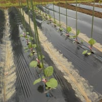 ナスを２ケース４８本を一気に植える！