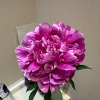 芍薬満開