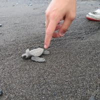 2019年８月　バリ島５日目