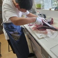 料理大好きな琉守が大きなヨコワをお造りに(#^.^#)