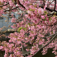 母と初お花見🌸
