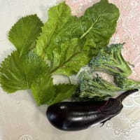 小さな家庭菜園で夏野菜三昧