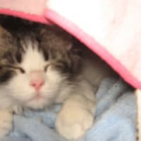 みかんが大きくなりました (^^)