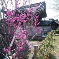 第30回富田桜まつり