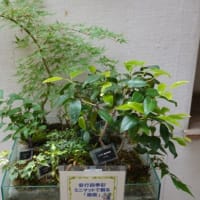 花と緑の振興センター／仏壇は義弟宅へ