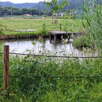 雨降りのビオトープです