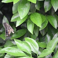 蝶の産卵