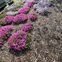 2021.04.02（金）　育心寮の芝桜