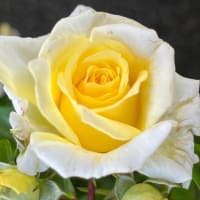 ベルばらSS ◆◆夏夜の飲み会◆◆
