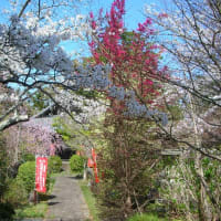 桜巡り