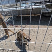 坪希旅館でお昼のコースを！