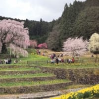 2024-4　奈良🌸桜