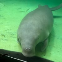 「鳥羽水族館」