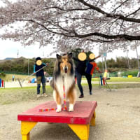スクールの桜が満開