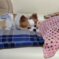 父母の会OGランチは欠席します