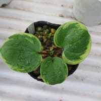 交配実生のオリジナルギボウシ、