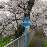 古川の桜