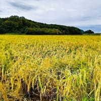 お米から〆張鶴へ