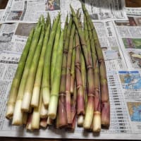 梅雨入り前のタマネギの収穫急ピッチ