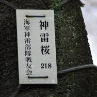 靖国神社の桜の標本木は、神雷桜。