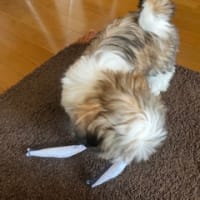 新しいおもちゃ。