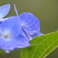 紫陽花 ～ 雨の日