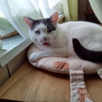 熱中症になるよ！