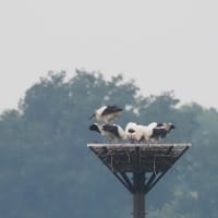 渡良瀬遊水地でコウノトリのヒカル君とレイちゃんとヒナ3羽を見てきました（2025年6月8日）