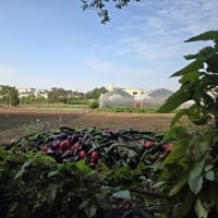 散歩道の風景　2024年12月～2025年7月　　＃2　玉川上水　緑道