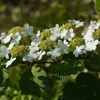 ケナシヤブデマリ と 白い花の タニウツギ