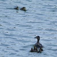 カルガモ幼鳥　親の心知らず