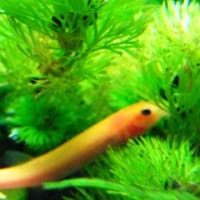塾で教えた 沈黙の春 はぐれけんきゅういん リターンズ 塾で教えた 沈黙の春 はぐれけんきゅういん リターンズ