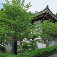 「夏ツバキ」満開の季節、一日花とも。